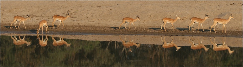 Impala - North Luangwa National Park