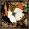 Insects & Reptiles