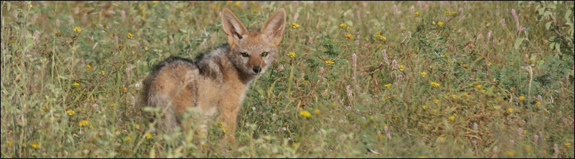 Black-backed Jackal - Tuli Block