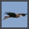 Kites