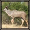 Kudu