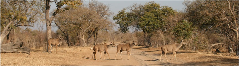 Kudu - Chobe National Park