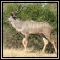 Kudu