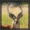 Red Lechwe