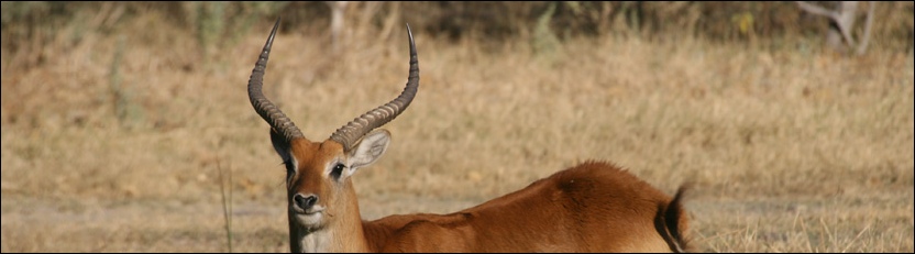 Red Lechwe - Moremi Game Reserve