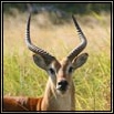 Red Lechwe