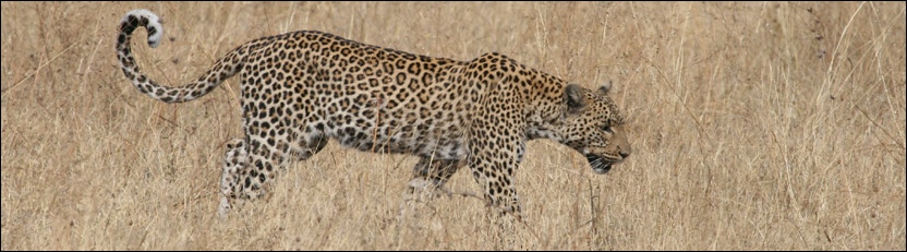 Leopard, Chobe National Park