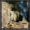 Vervet Monkey