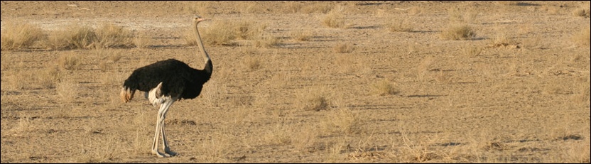 Common Ostrich - Kgalagadi Transfrontier Park