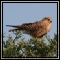 Other Raptors