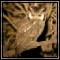 Owls