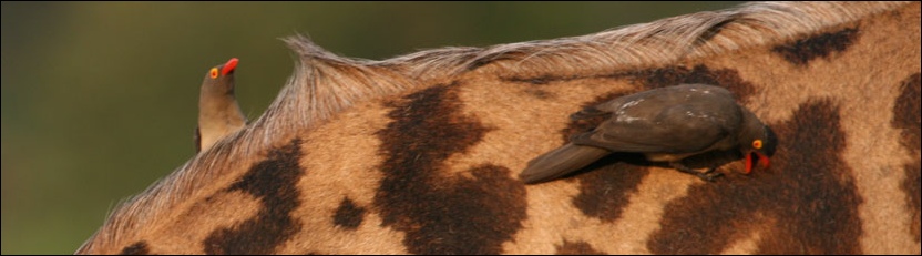 Redbilled Oxpecker