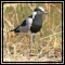Plovers & Jacanas