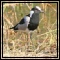 Plovers & Jacanas
