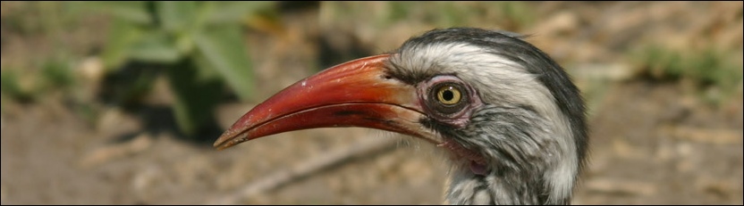 Redbilled Hornbill - Khwai, Moremi Game Reserve
