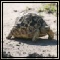 Other Reptiles