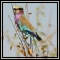 Shrikes