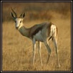 Springbok