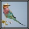 Starlings & Shrikes