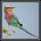 Starlings & Shrikes