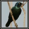 Starlings