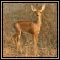 Steenbok & Duiker