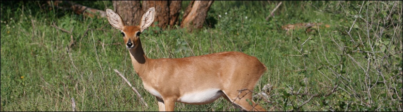 Steenbok - Central Kalahari Game Reserve
