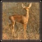 Steenbok & Duiker