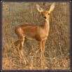 Steenbok & Duiker