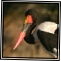Storks, Cranes & Ibises