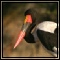 Storks, Cranes & Ibises