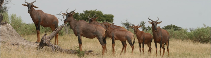 Tsessebe - Moremi Game Reserve