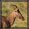 Hartebeest