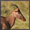 Hartebeest & Tsessebe