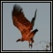 Vultures