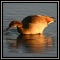 Waterbirds