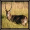 Waterbuck