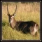 Waterbuck