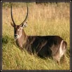 Waterbuck