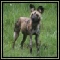 African Wild Dog