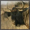 Blue Wildebeest