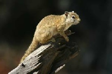 Tree Squirrel, Khwai campsite