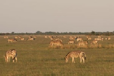 Burchell's Zebra, Nxai Pan National Park