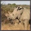 Rhino