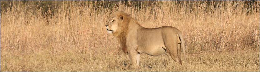 Lion, Khwai
