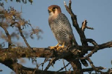Rednecked Falcon, Kgalagadi Transfrontier Park