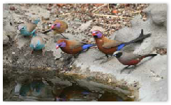 Waxbills - Meno a Kwena