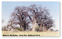 Baines Baobabs, Nxai Pan National Park
