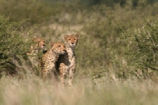 Cheetah, Central Kalahari Game Reserve