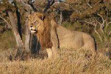 Male Lion, Khwai